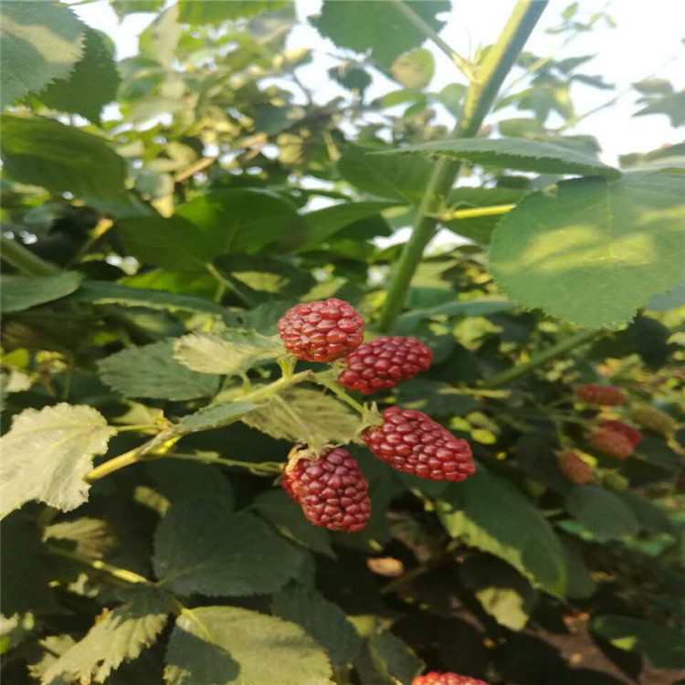 供应树莓苗厂家 树莓苗批发基地 求购树莓苗 山东树莓苗价格图片