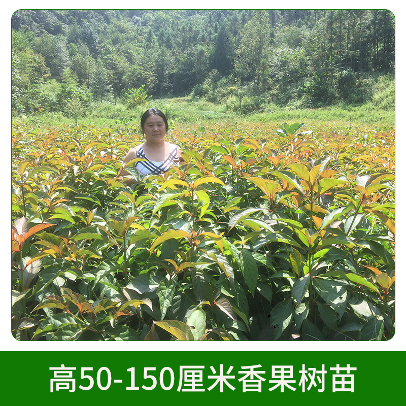 宜昌市高50-150厘米香果树苗厂家