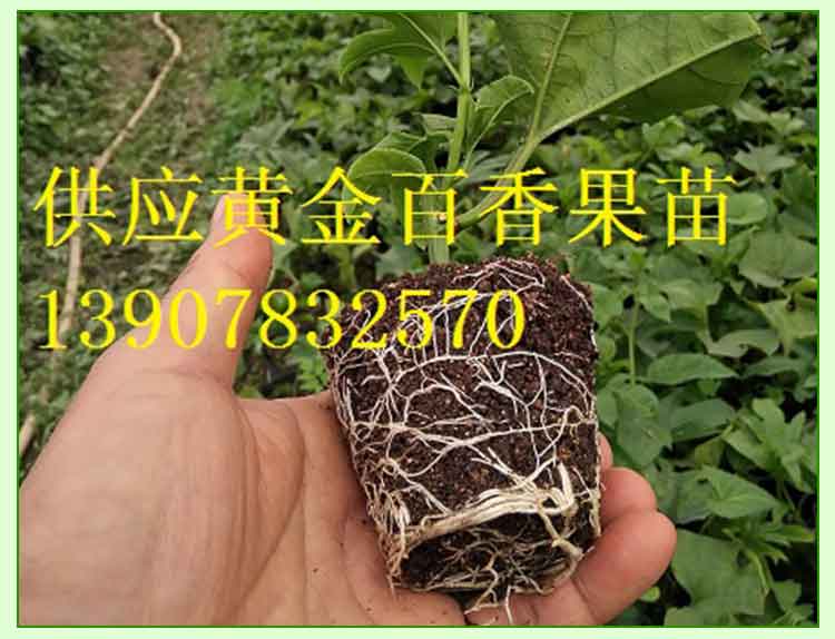 桂林市广西黄金百香果苗种植厂家