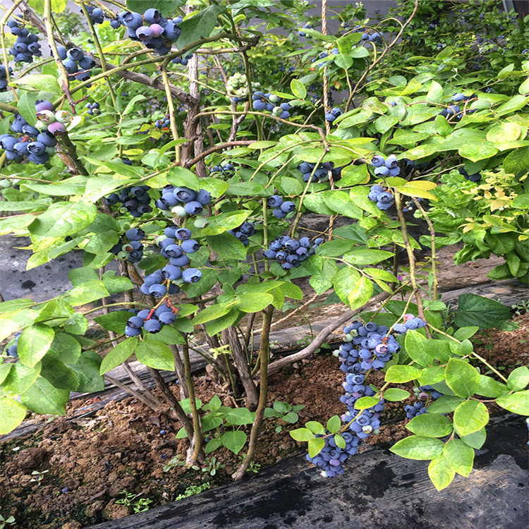 山东蓝莓苗基地 蓝丰 杜克 奥尼尔 薄雾 三年蓝莓苗品种介绍图片