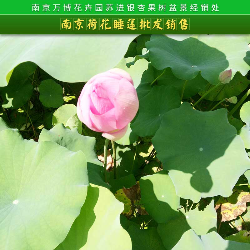 南京市南京荷花睡莲批发销售厂家南京荷花睡莲批发销售 品种齐全、保证品种花色、水生植物批发、保证成活