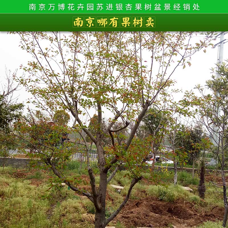 杏树-苗木种植基地批发报价供应商图片