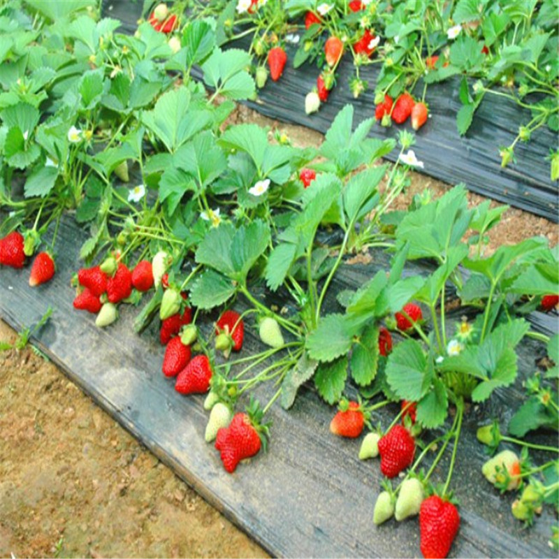 大棚草莓苗亩产多少 一亩地多少棵2017新苗热销中图片