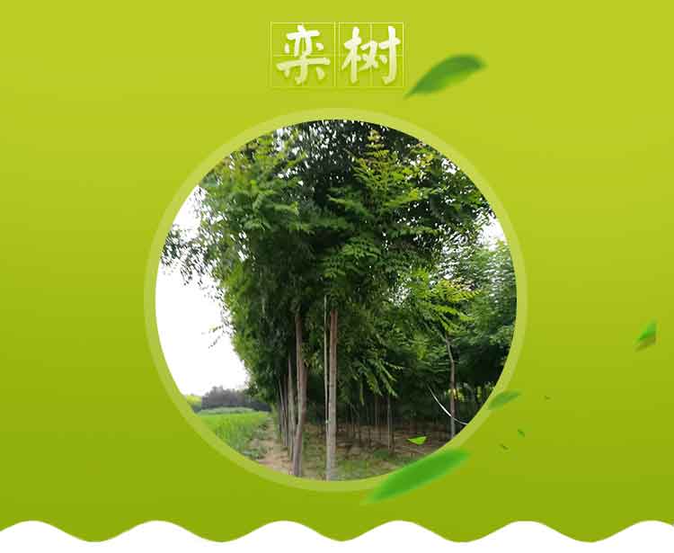 栾树优质货源供应商批发价格，河北栾树种植基地图片