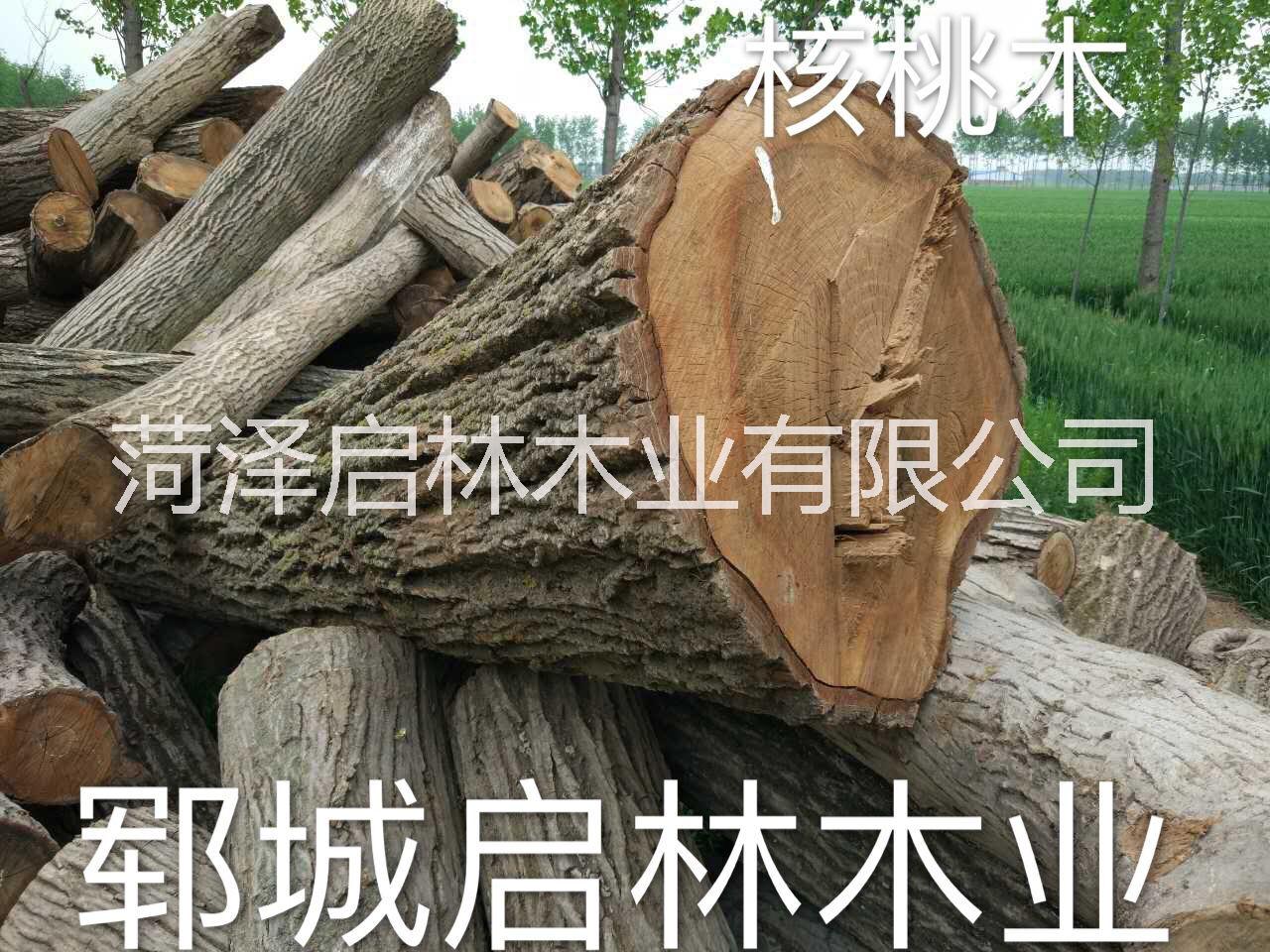 菏泽市核桃木厂家大量供应用于工艺品/雕刻/制作家具等的核桃木/优质大径核桃原木批发