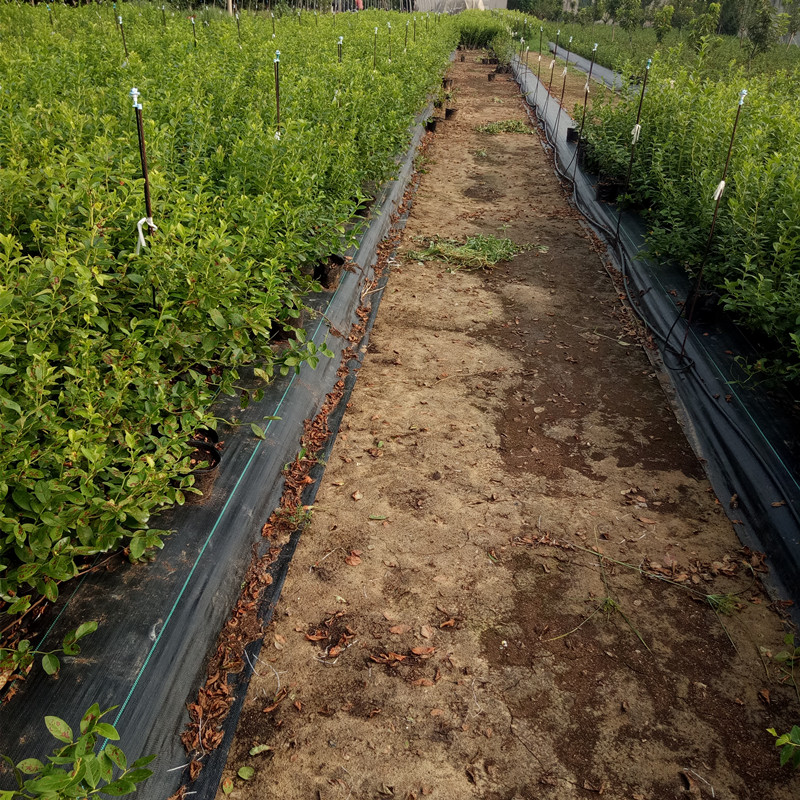 3年蓝莓苗图片价格 蓝莓苗种植管理技术 山东泰山蓝莓苗种植基地1-6年
