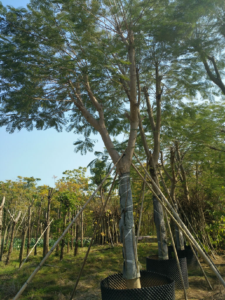 河南凤凰木采购，主营河南凤凰木，河南凤凰木工程绿化苗木，河南凤凰木造型