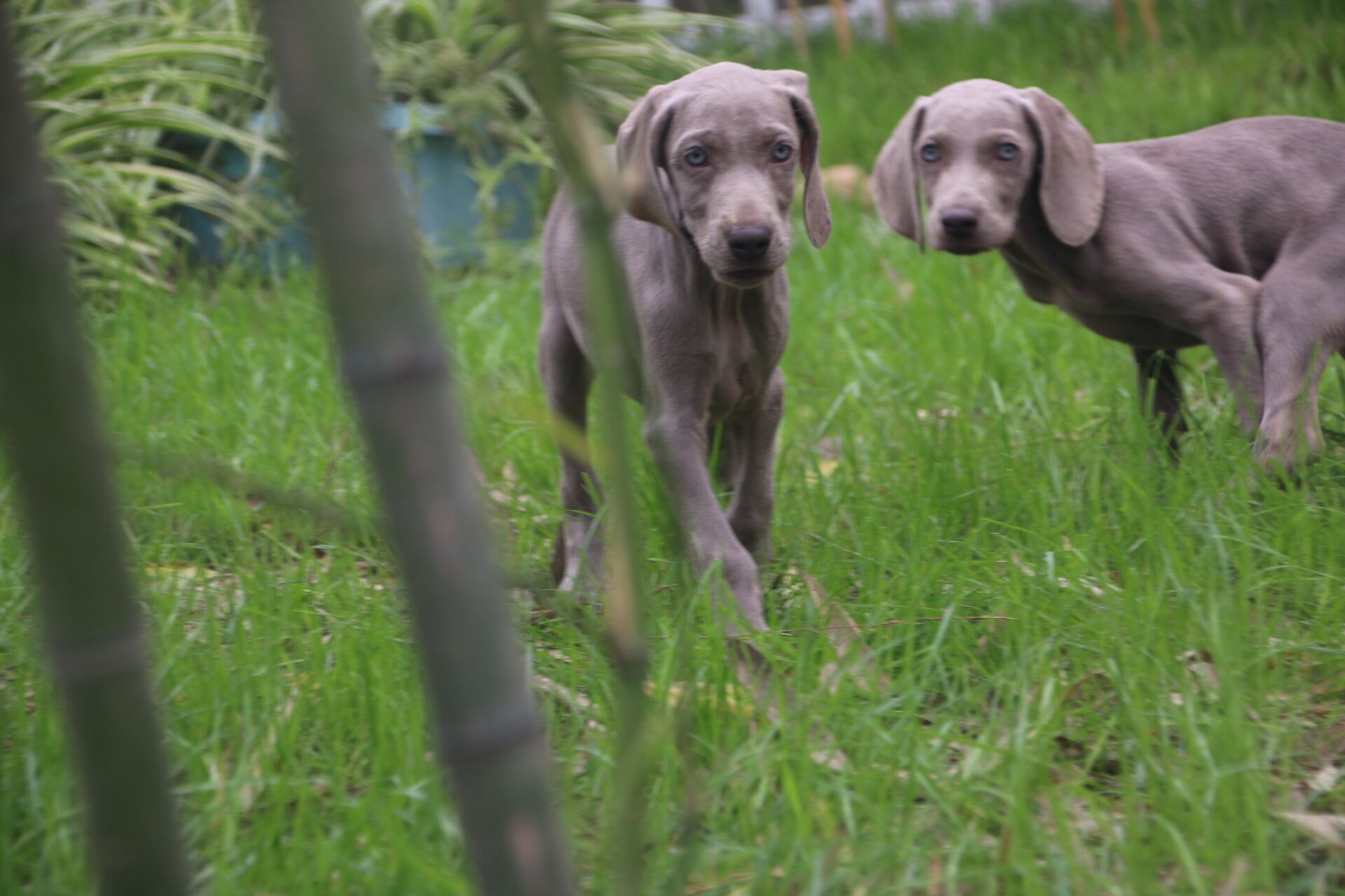进口德国威玛猎犬 魏玛犬的价格 是多少哪有品相好的威玛猎犬 魏玛家园犬舍