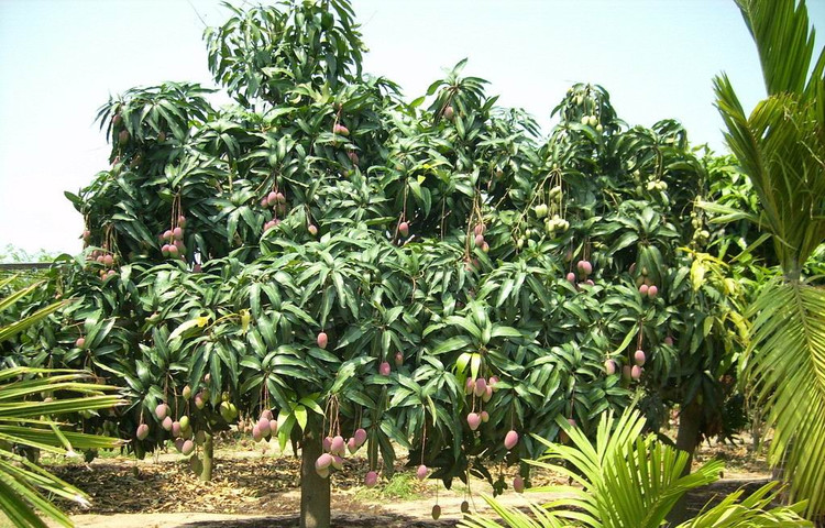 急售一批广东芒果树广东芒果树批发 哪里有卖芒果树芒果树袋苗 大量处理芒果树