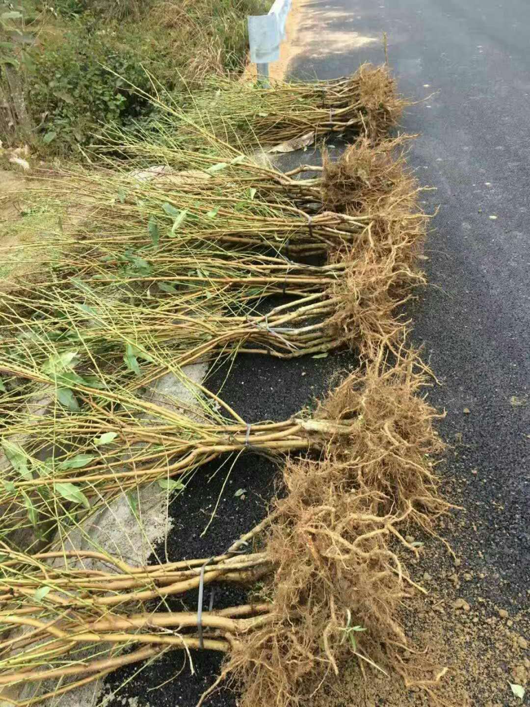 黄桃苗批发@黄桃苗木种植基地@黄桃苗木多少钱一棵 炎陵黄桃苗价格图片