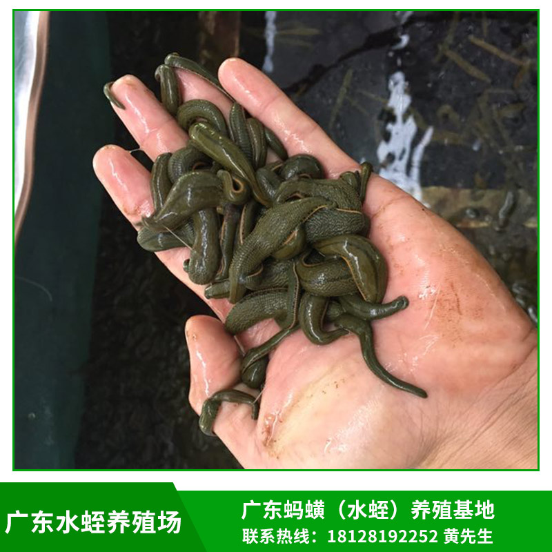 广东水蛭养殖场批发