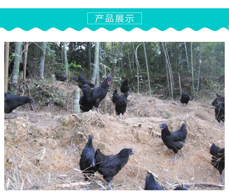 五黑鸡供应五黑鸡苗品种纯正黑毛黑皮黑肉黑骨黑内脏成活率高