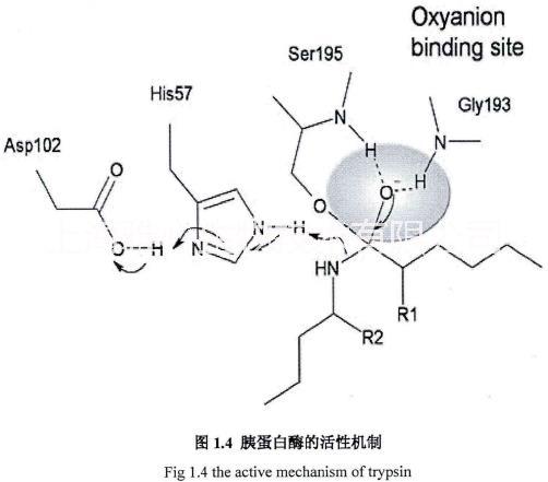 上海市重组猪胰蛋白酶厂家重组猪胰蛋白酶的HPLC纯化