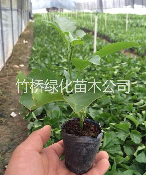 桂林市广西百香果苗厂家广西百香果苗报价  紫香一号百香果苗 百香果苗新品种