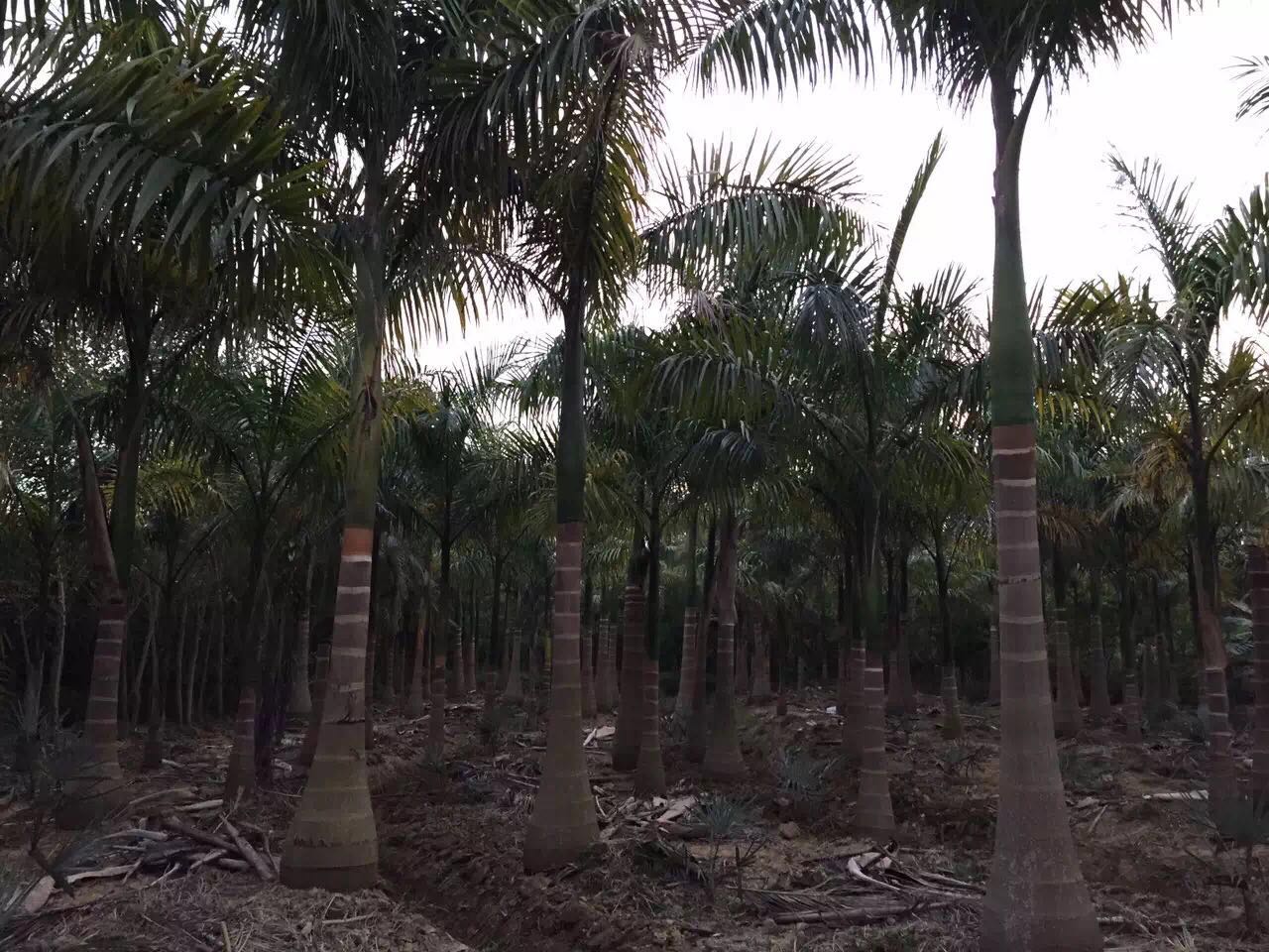 漳州市布袋椰子厂家布袋椰子 布袋椰子批发 布袋椰子销售 布袋椰子价格