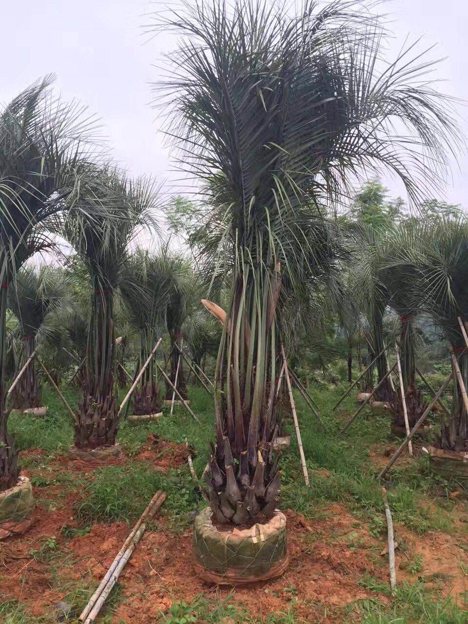 漳州市布袋椰子厂家