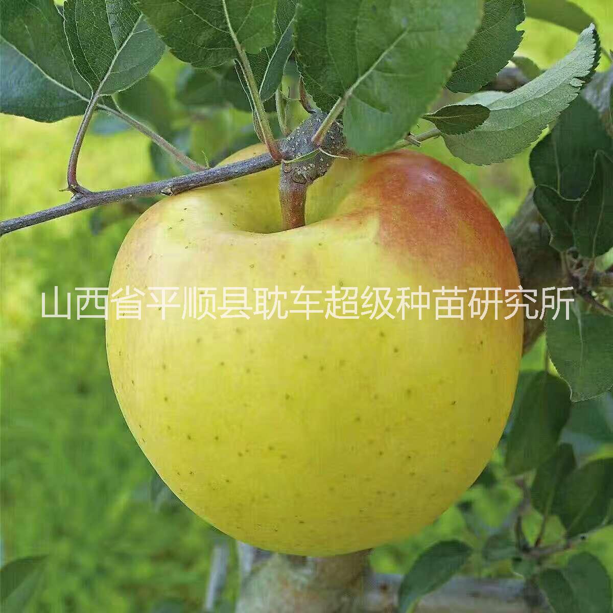 长治市水蜜桃苹果苗厂家水蜜桃苹果苗