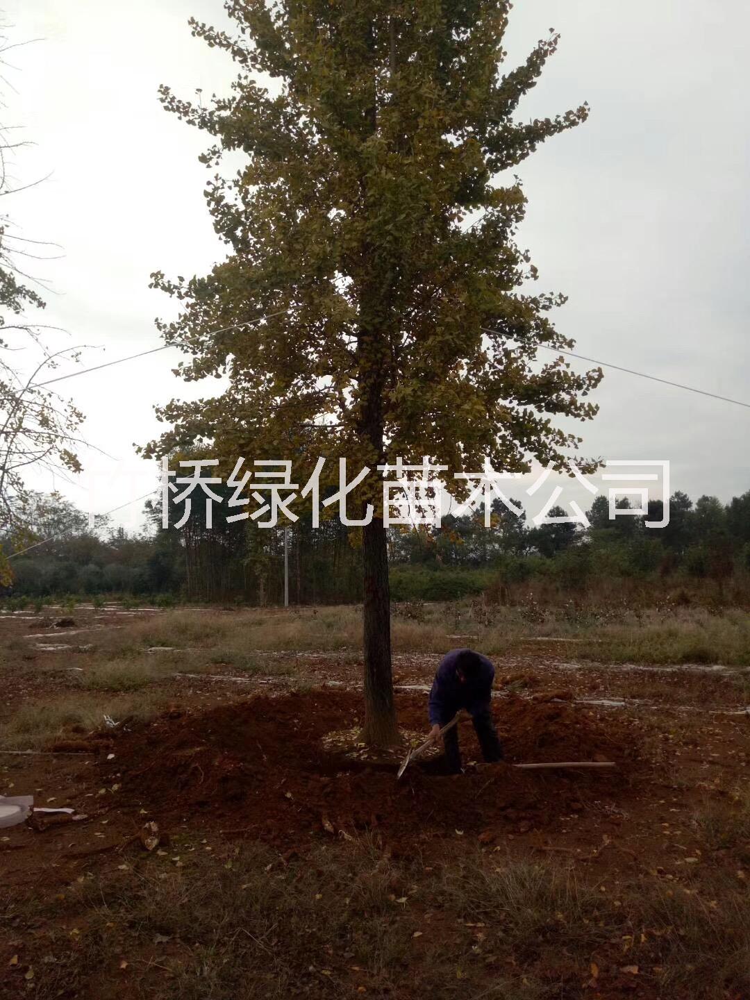 桂林市桂林20公分银杏树厂家桂林20公分银杏树 20公分银杏树多少钱一棵 25公分银杏树种植