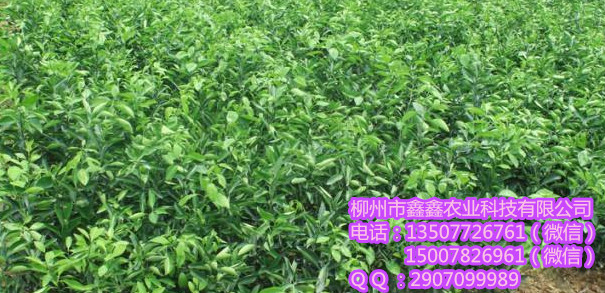 柳州砂糖桔苗价格供应用于种植的柳州砂糖桔苗价格