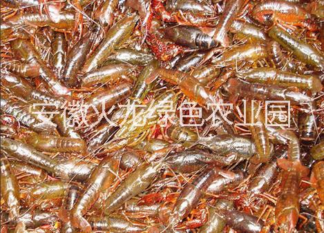 安徽小龙虾|潜江小龙虾批发|武汉小龙虾报价