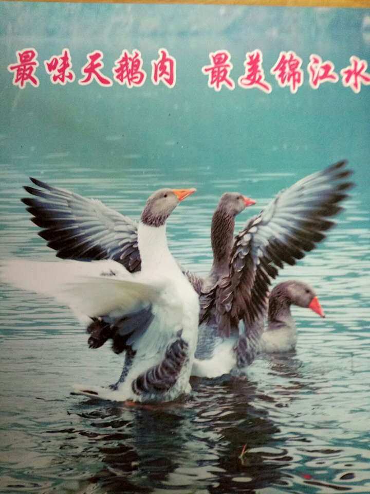 最美锦江水  最味麻阳鹅图片
