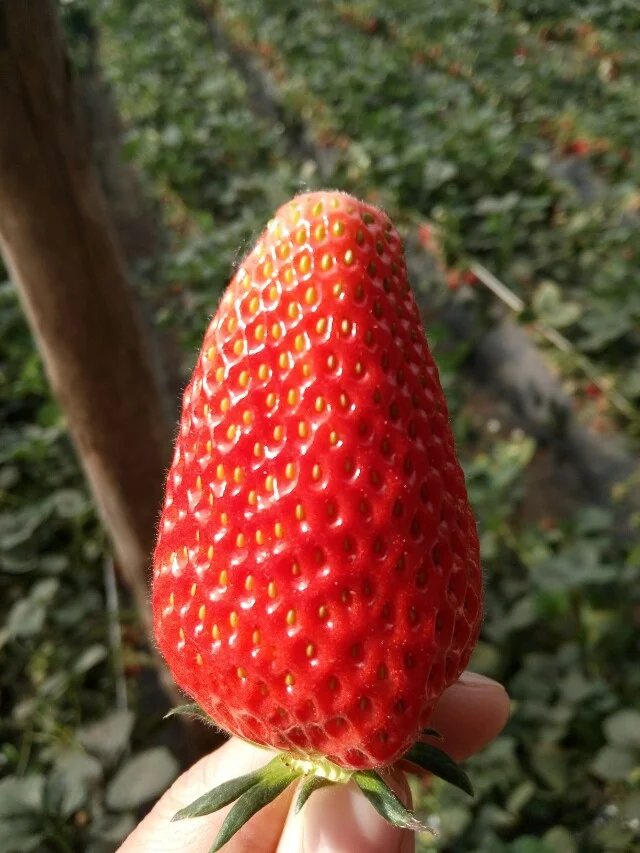 济南草莓采摘