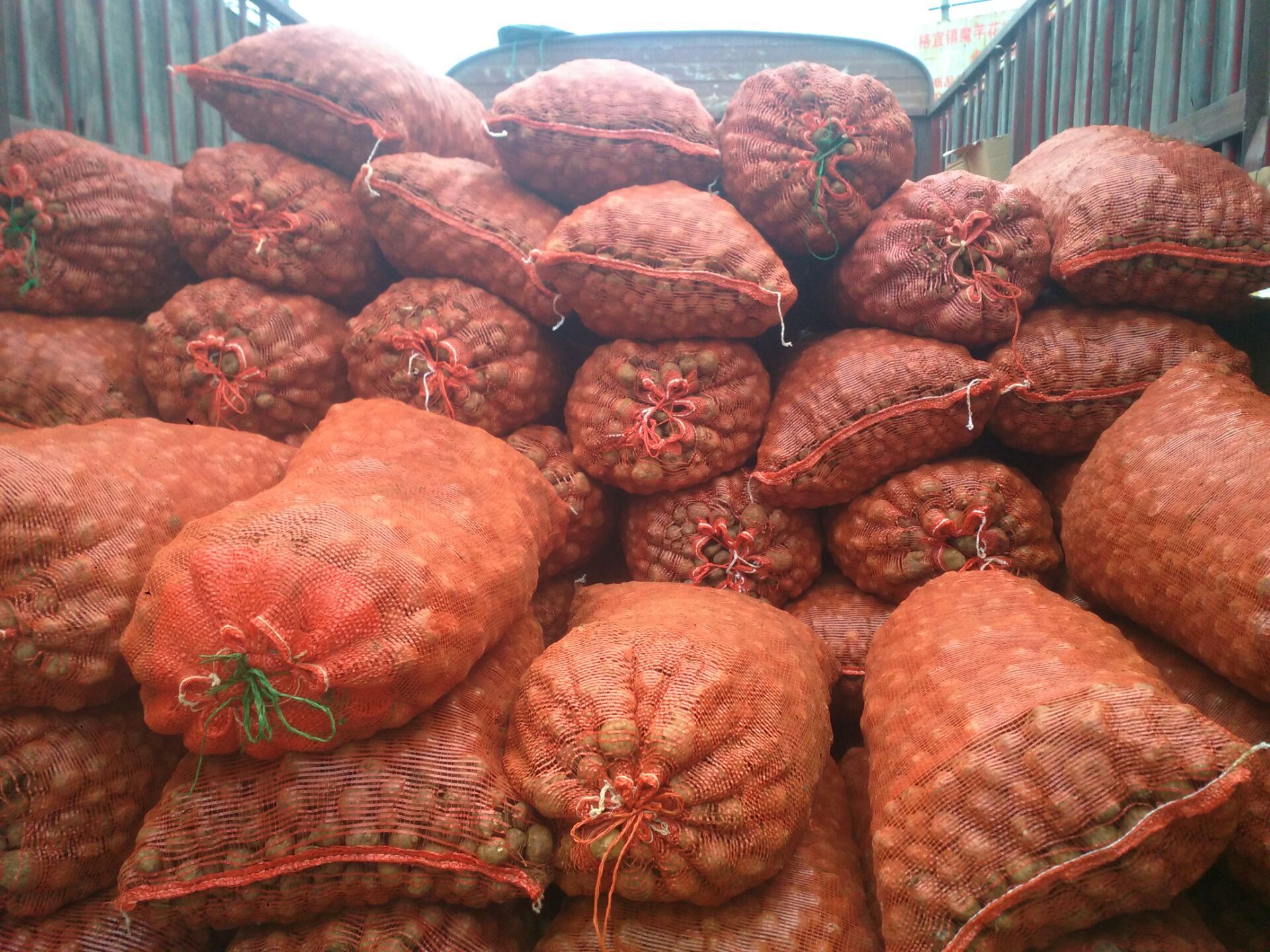 供应魔芋种子公司、云南魔芋种子、贵州魔芋种植基地、四川魔芋种子批发价格图片