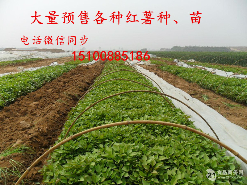温室龙薯9红薯苗3月15开始供应图片