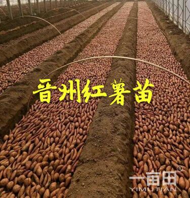 徐州市天山种苗红薯苗西瓜苗厂家天山种苗红薯苗西瓜苗
