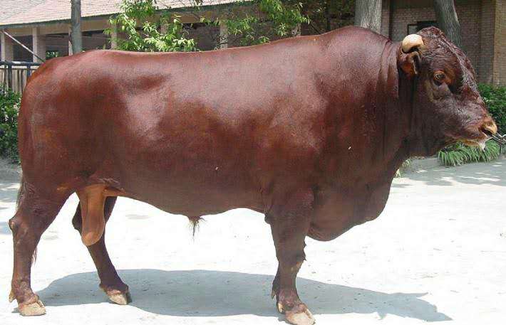 肉牛利木赞牛养殖场 利木赞牛多少钱一斤 利木赞牛屠宰率 利木赞牛的优点和缺点