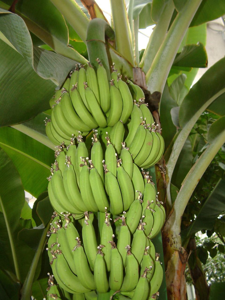 供应广西玉林香蕉苗种苗培育中心 西贡蕉苗和粉蕉苗二号图片