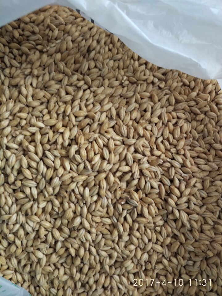 供应 啤酒用大麦芽，小麦芽，澳麦，黑麦芽图片