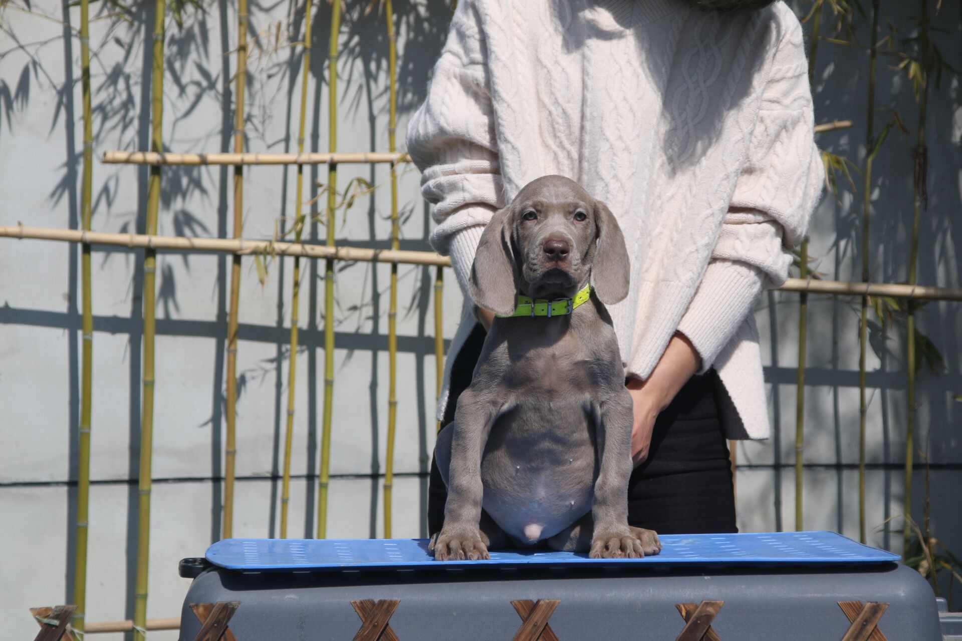海南三亚出售德国魏玛犬威玛猎犬魏玛家园犬舍支持全国发空运
