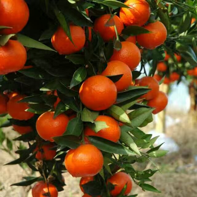 世纪红柑橘果苗供应用于种植的世纪红柑橘果苗果苗批发种苗现货 世纪红柑橘果苗批发