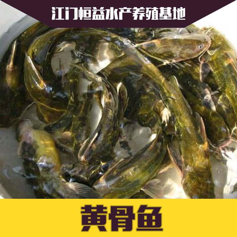 广西黄骨鱼鱼苗·优质黄骨鱼鱼苗·黄骨鱼鱼苗基地批发