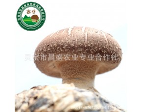 大山里的致富路 香菇菌棒厂家直销价格美丽河南灵宝供应香菇菌棒量大从优图片