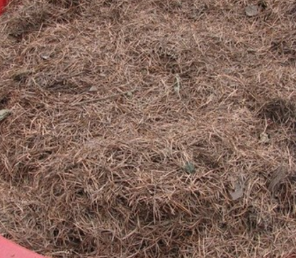 松针土  盖土  种花用土  大量供应
