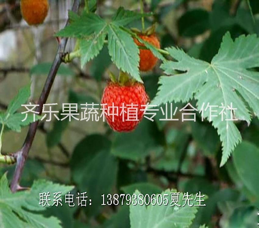 纯正优质果树苗 掌叶树莓 覆盆子种苗图片