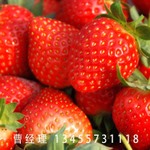 草莓苗哪里有  草莓苗 草莓苗批发 山东草莓苗图片