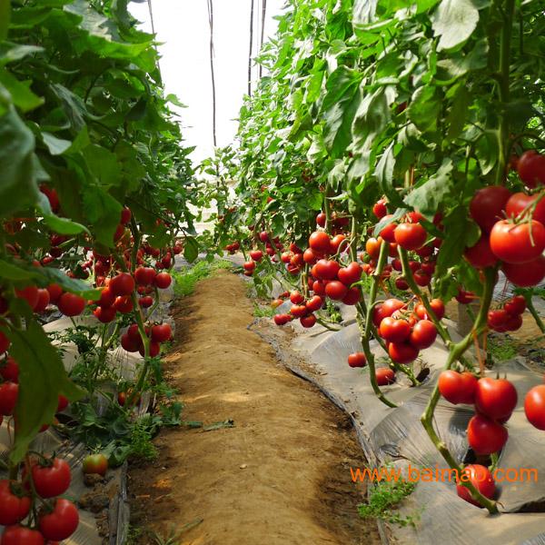 中农二号-抗ty线虫番茄种子 越夏番茄种子图片