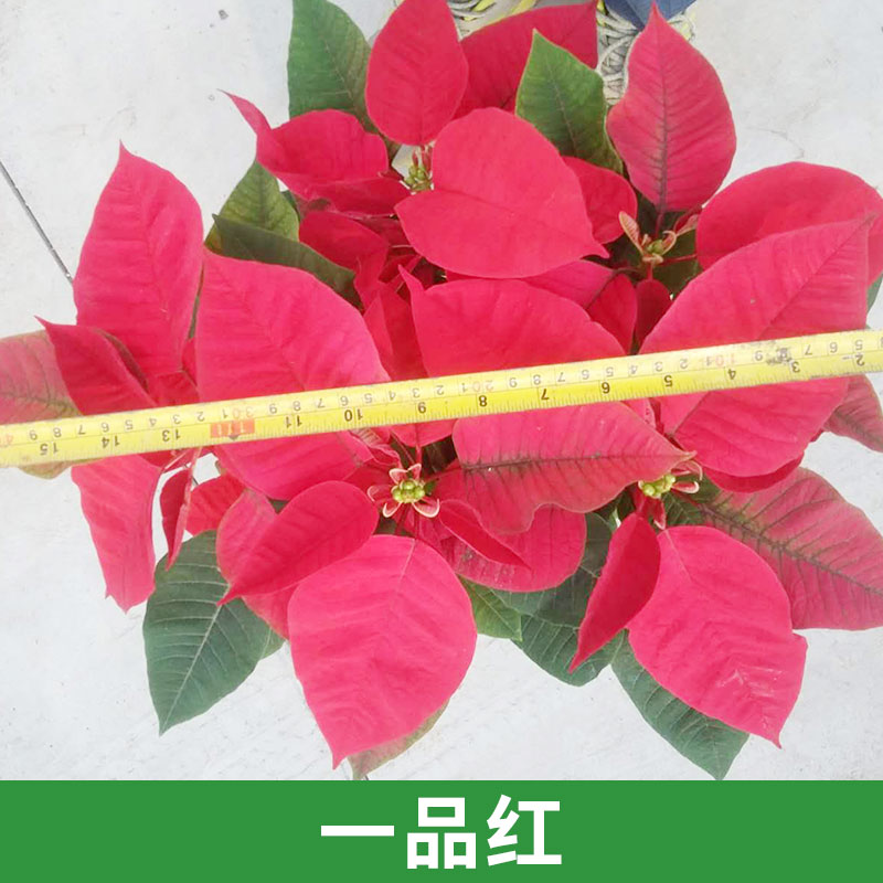 天和园艺供应一品红圣诞花摆设装饰盆栽 优质花卉直销图片