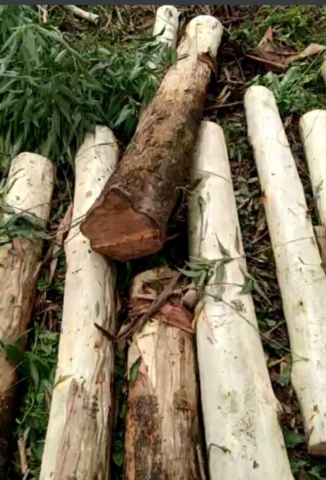 佛山市专业砍树施工队批发