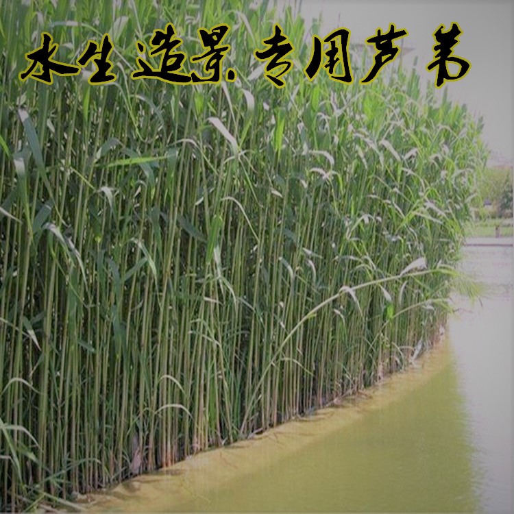 人工浮岛 南京水景工程承接 水生植物盆栽批发图片