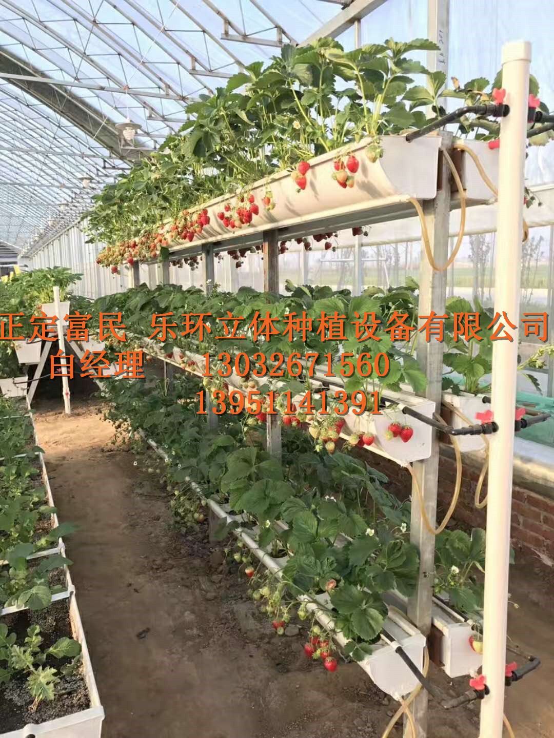 石家庄市草莓的立体种植技术，大棚草莓槽厂家草莓的立体种植技术 草莓的立体种植技术，大棚草莓槽
