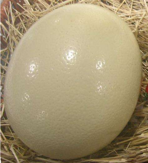鸵鸟蛋，鸵鸟蛋价格，鸵鸟蛋多少钱一个，鸵鸟蛋优质供应商，河南鸵鸟蛋，山东鸵鸟蛋，安徽鸵鸟蛋
