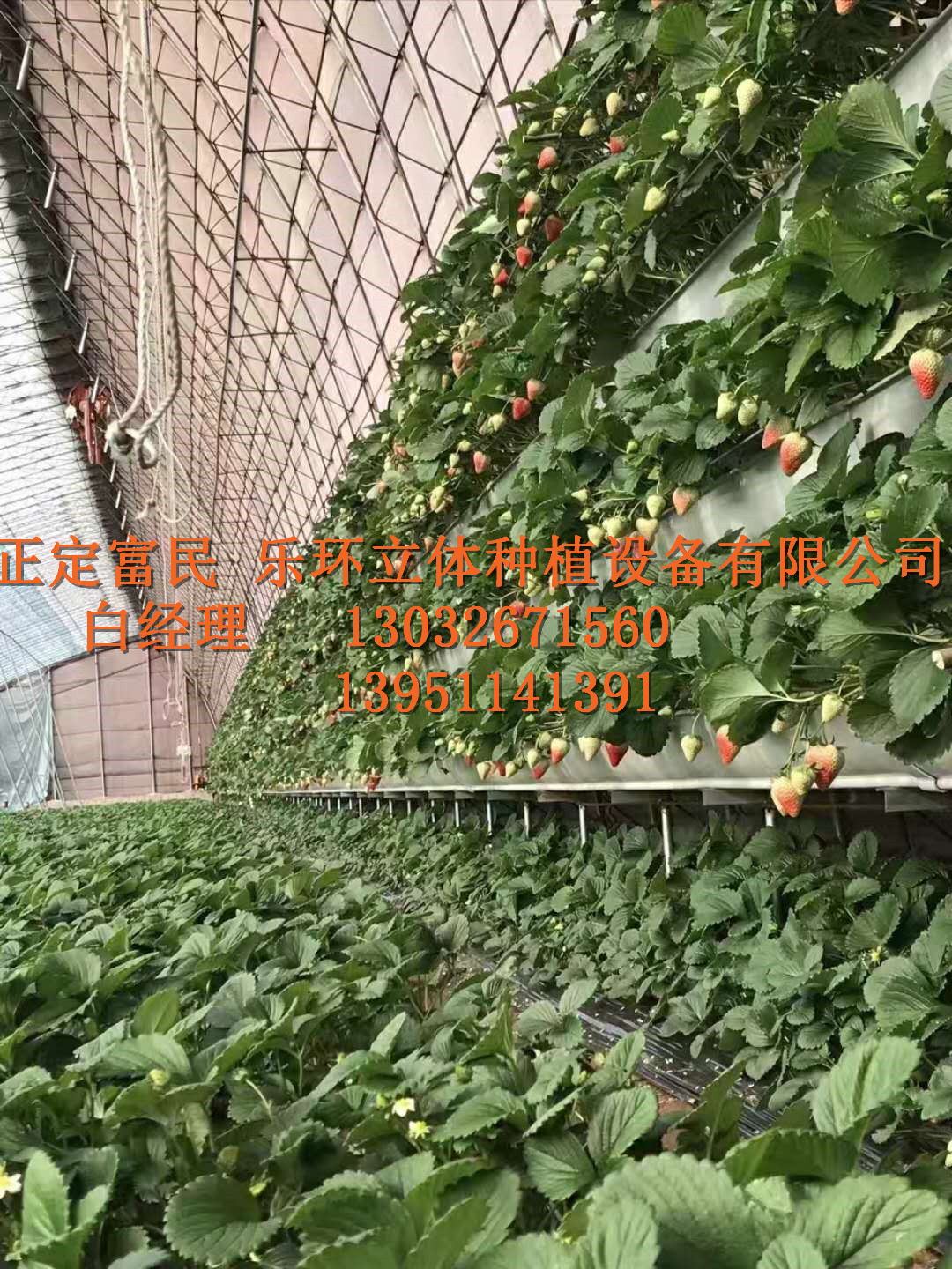 草莓的立体种植技术 草莓的立体种植技术，大棚草莓槽