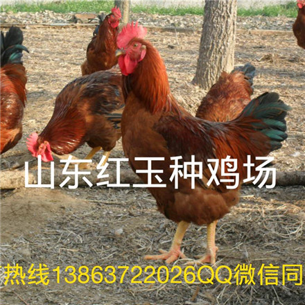 红玉鸡380简介图片