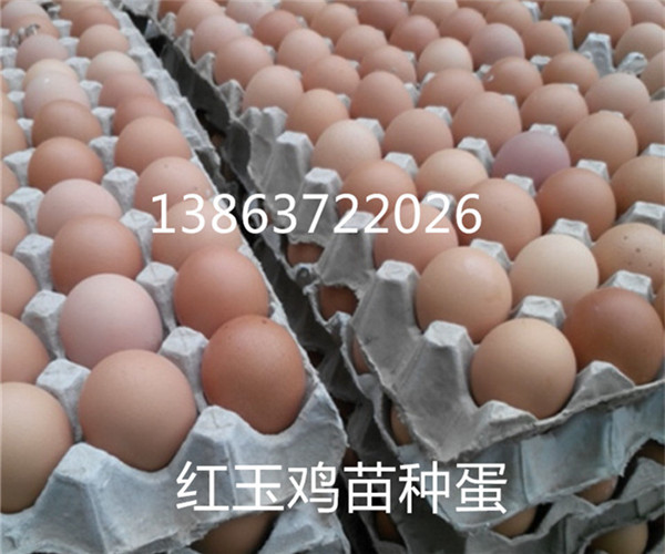 销红玉鸡、九斤红、380鸡苗种蛋批发
