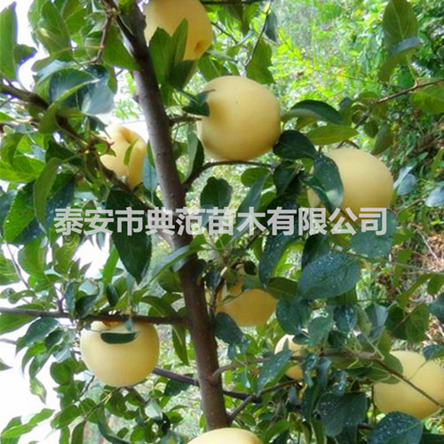 维纳斯黄金苹果苗价格 新品种苹果树苗介绍