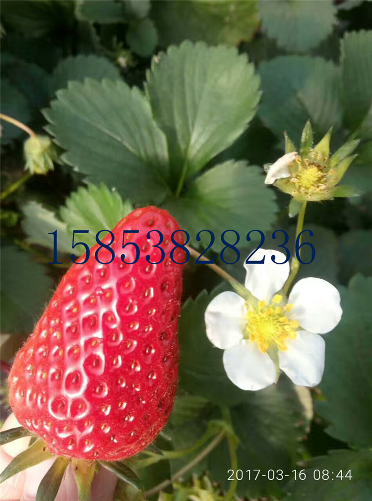 山东 奶油草莓苗图片